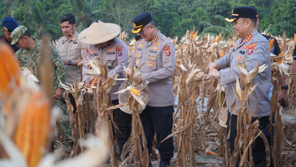 Polda Kaltim Gelar Panen Jagung Kuartal II, Tegaskan Komitmen Polri Perkuat Ketahanan Pangan 3 WhatsApp Image 2026 08 29 at 20.11.05